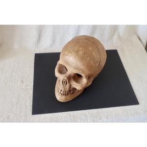 Vanité, Crâne "Memento Mori", Plâtre début XXème, Cabinet de Curiosité.
