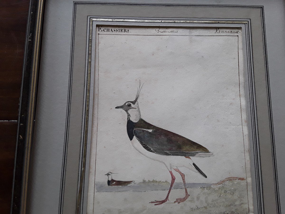 Two Watercolors Early 19th Century, Vaneau And  Agami-photo-3