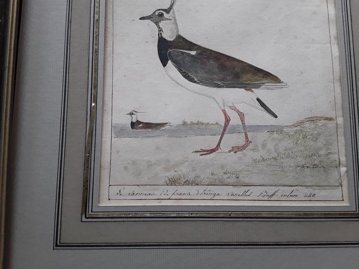 Two Watercolors Early 19th Century, Vaneau And  Agami-photo-4