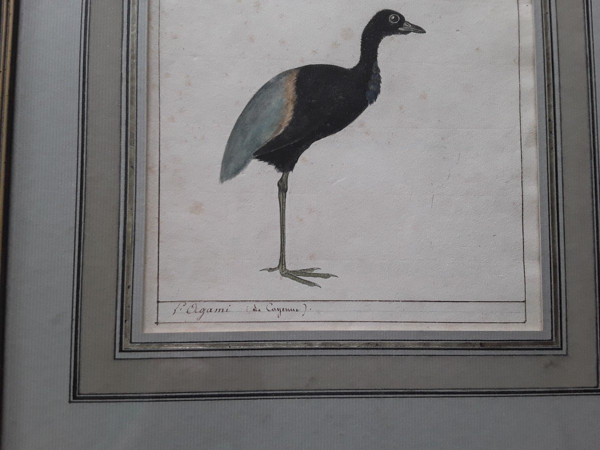 Two Watercolors Early 19th Century, Vaneau And  Agami-photo-2