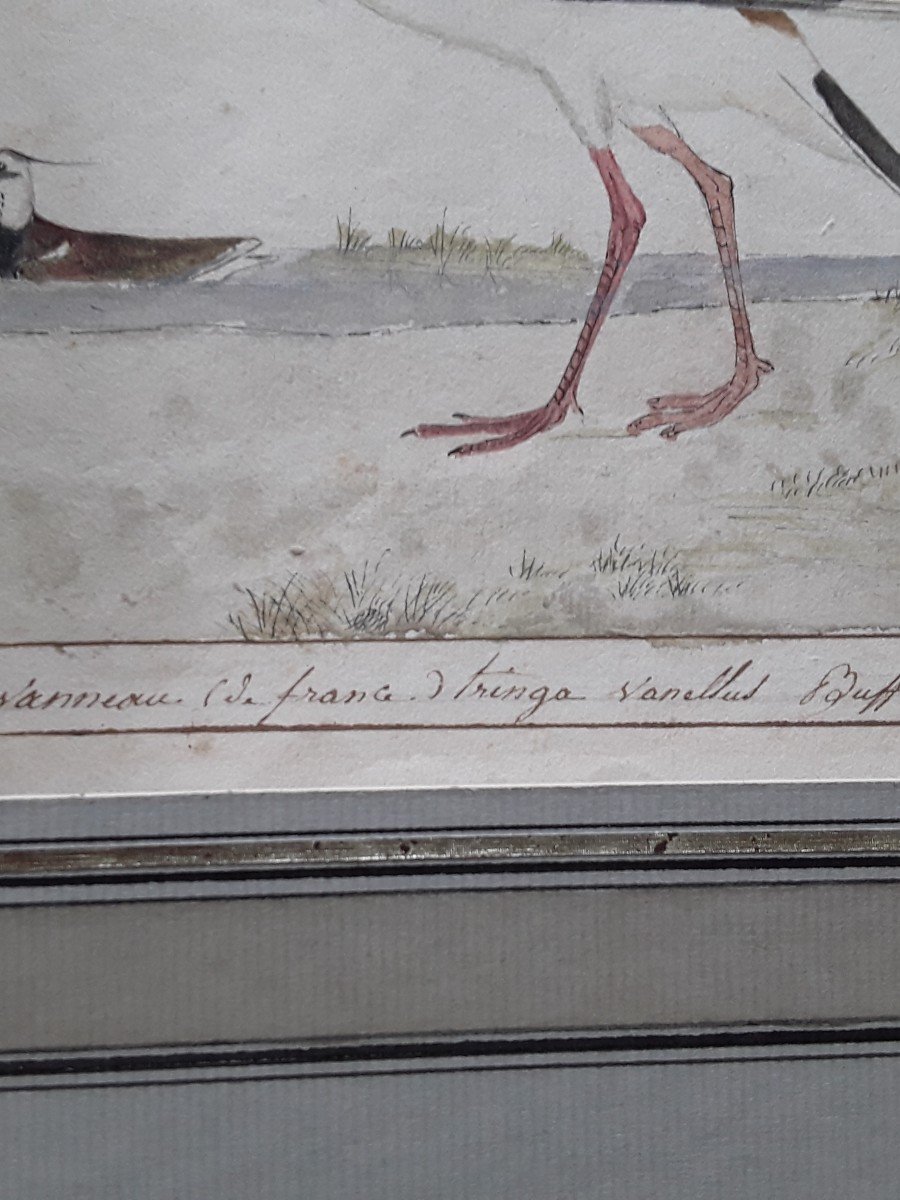Deux Aquarelles Début Du 19eme Siecle,  Vaneau Et Orgami-photo-8