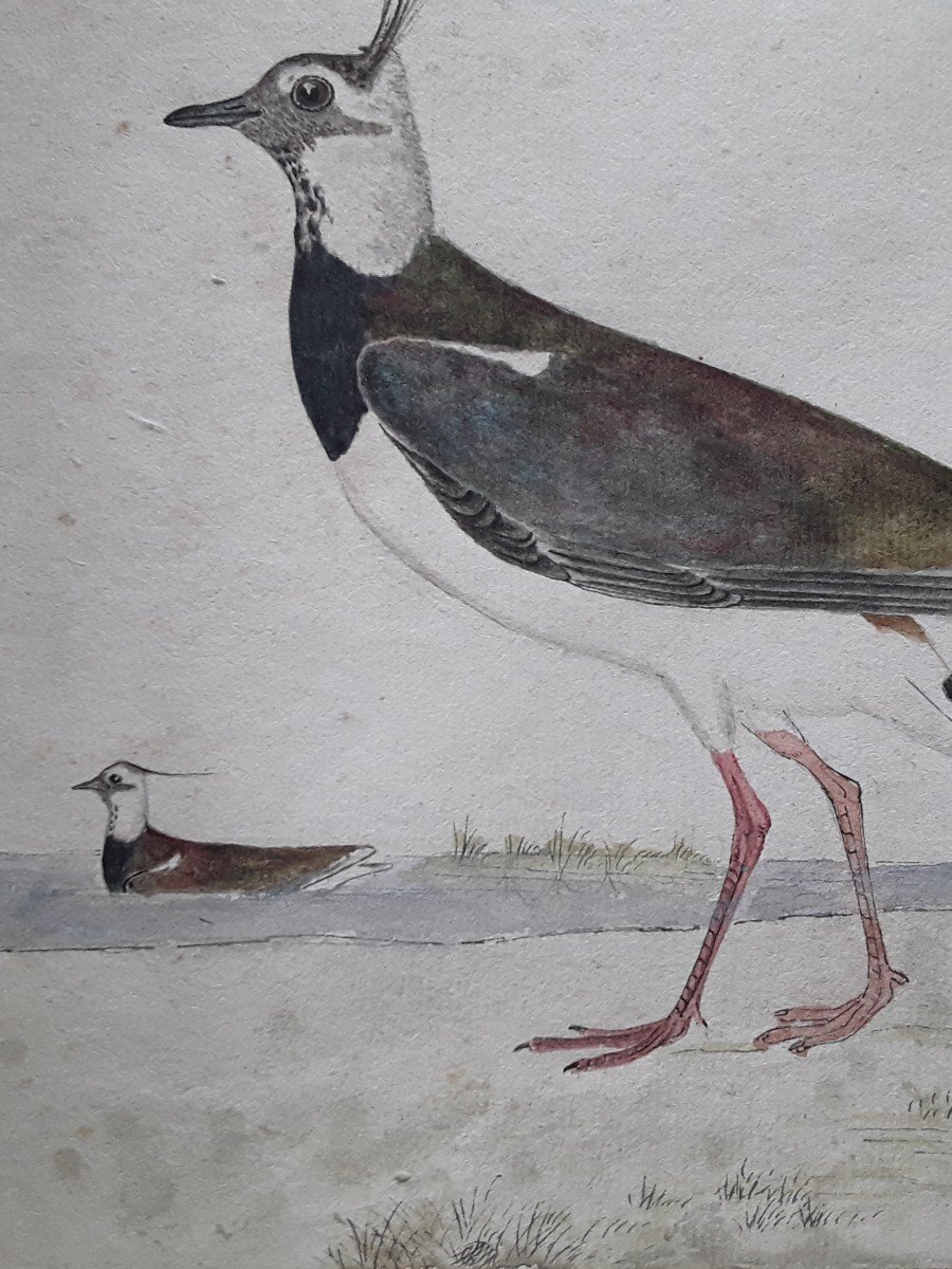 Deux Aquarelles Début Du 19eme Siecle,  Vaneau Et Orgami