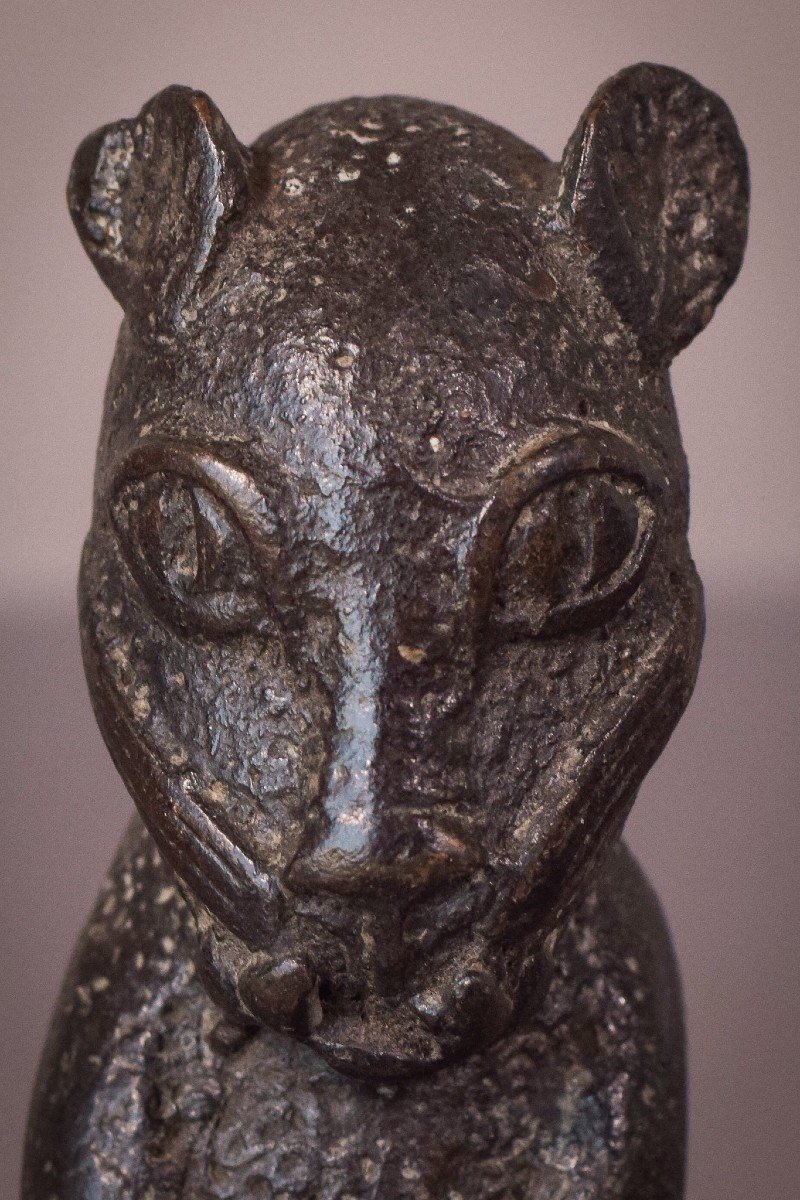 Léopard De Bronze Africain - Bénin-photo-1