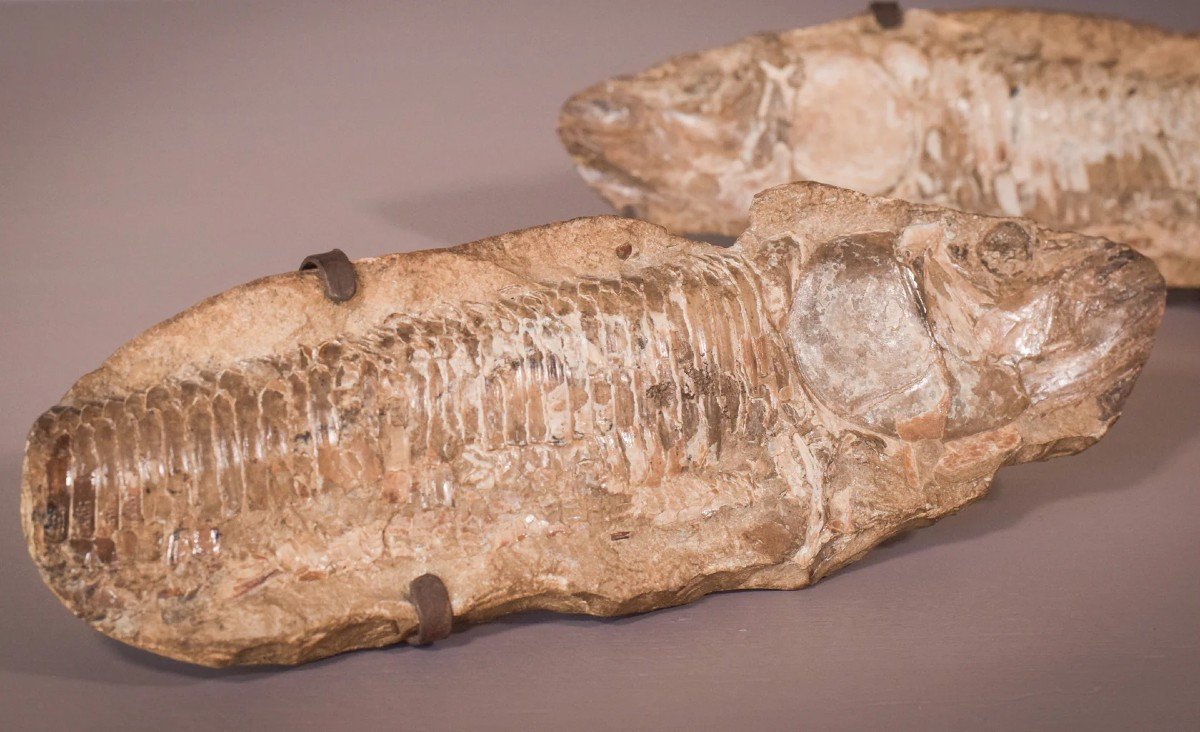 Two Sides Of A Fish Fossil - (possibly An Aspidorhynchus Aspidohyachus Comptoni)-photo-2