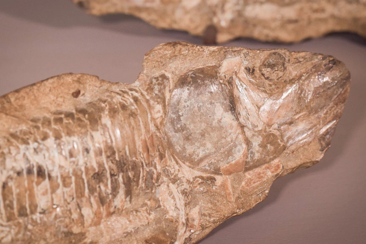 Two Sides Of A Fish Fossil - (possibly An Aspidorhynchus Aspidohyachus Comptoni)-photo-3