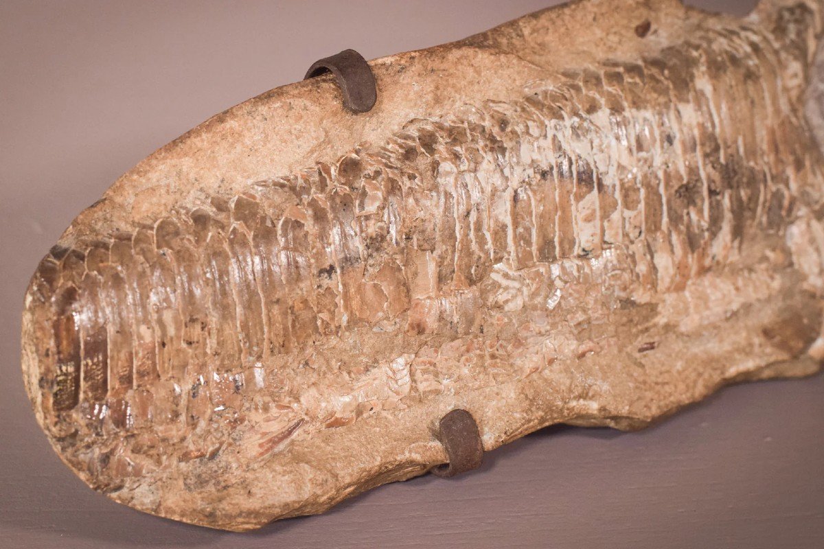Two Sides Of A Fish Fossil - (possibly An Aspidorhynchus Aspidohyachus Comptoni)-photo-4
