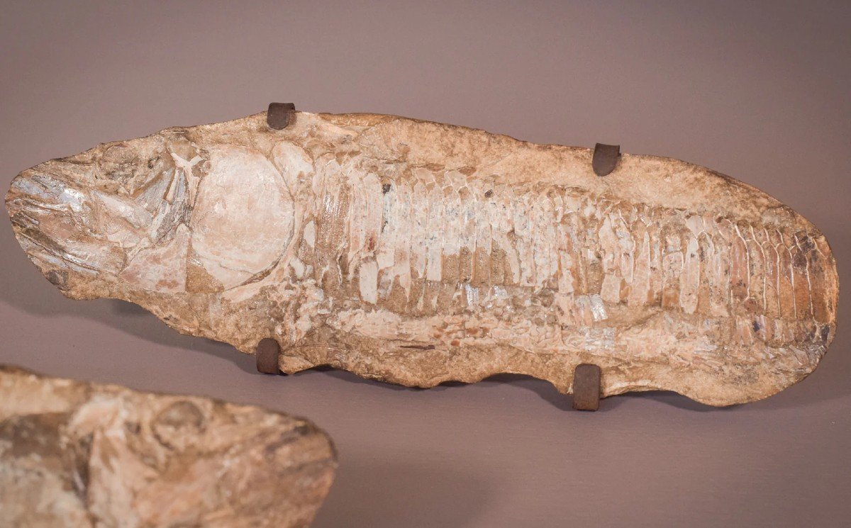 Two Sides Of A Fish Fossil - (possibly An Aspidorhynchus Aspidohyachus Comptoni)-photo-1
