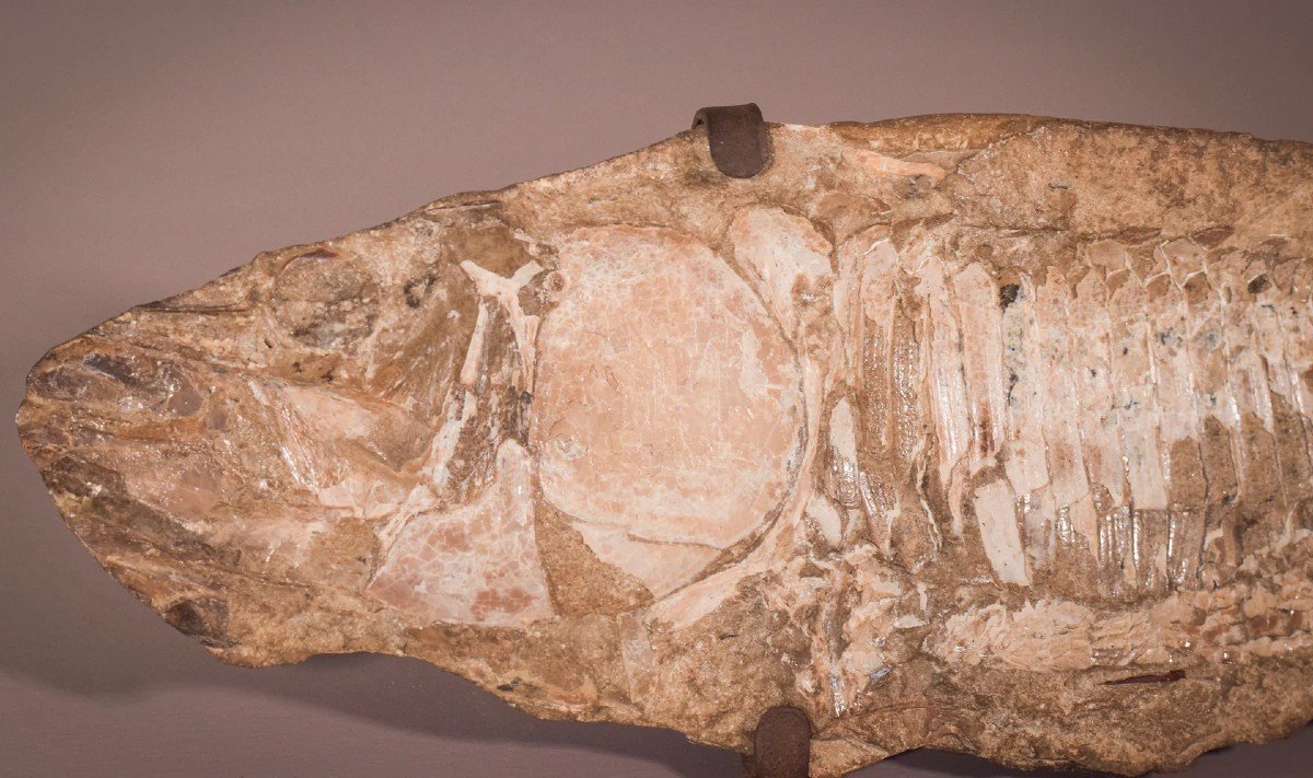 Two Sides Of A Fish Fossil - (possibly An Aspidorhynchus Aspidohyachus Comptoni)-photo-2