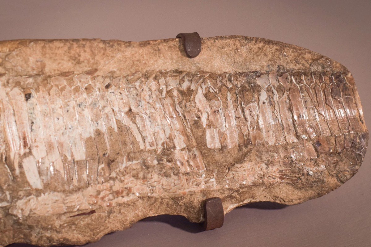 Two Sides Of A Fish Fossil - (possibly An Aspidorhynchus Aspidohyachus Comptoni)-photo-3