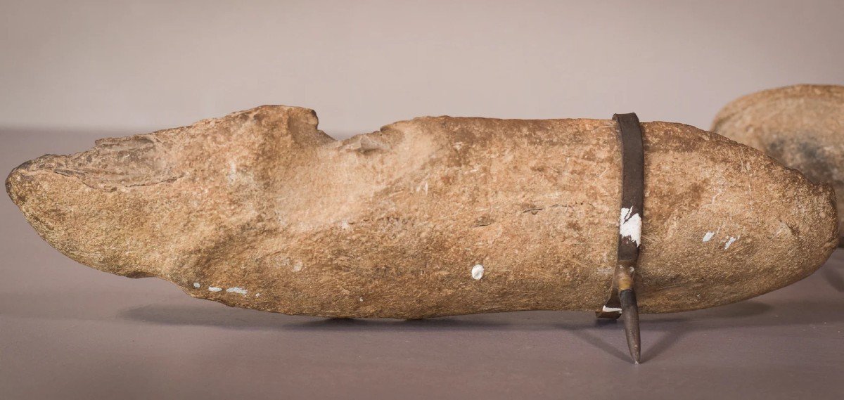 Two Sides Of A Fish Fossil - (possibly An Aspidorhynchus Aspidohyachus Comptoni)-photo-5