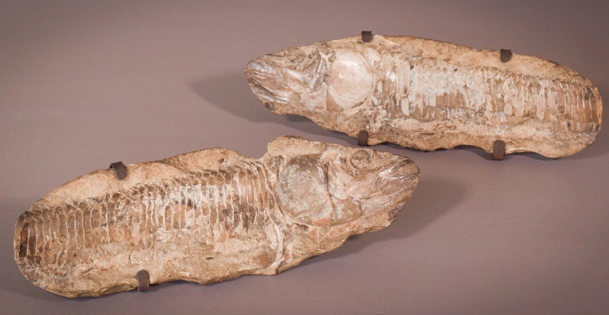 Two Sides Of A Fish Fossil - (possibly An Aspidorhynchus Aspidohyachus Comptoni)