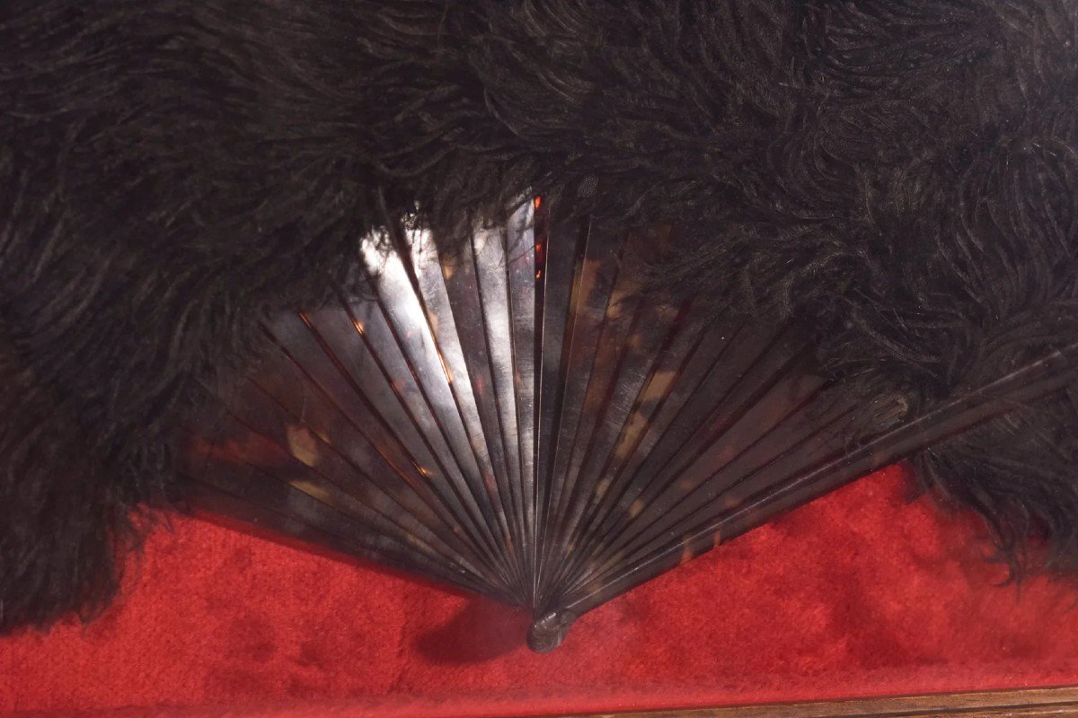 Framed - Ostrich Feather Fan-photo-3