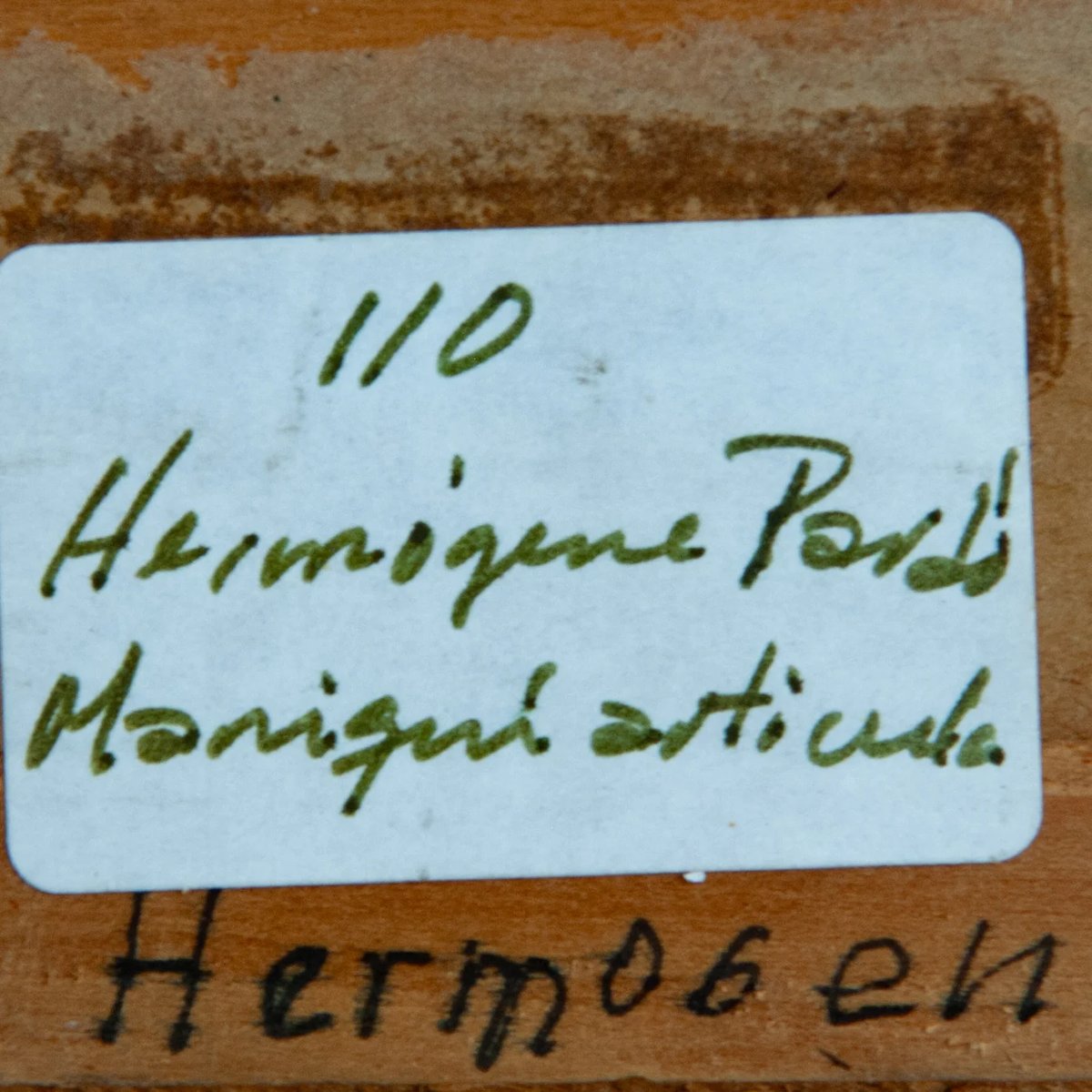 Mannequin articulé avec feuille de palmier – Hermógenes Pardo Ruiz-photo-4