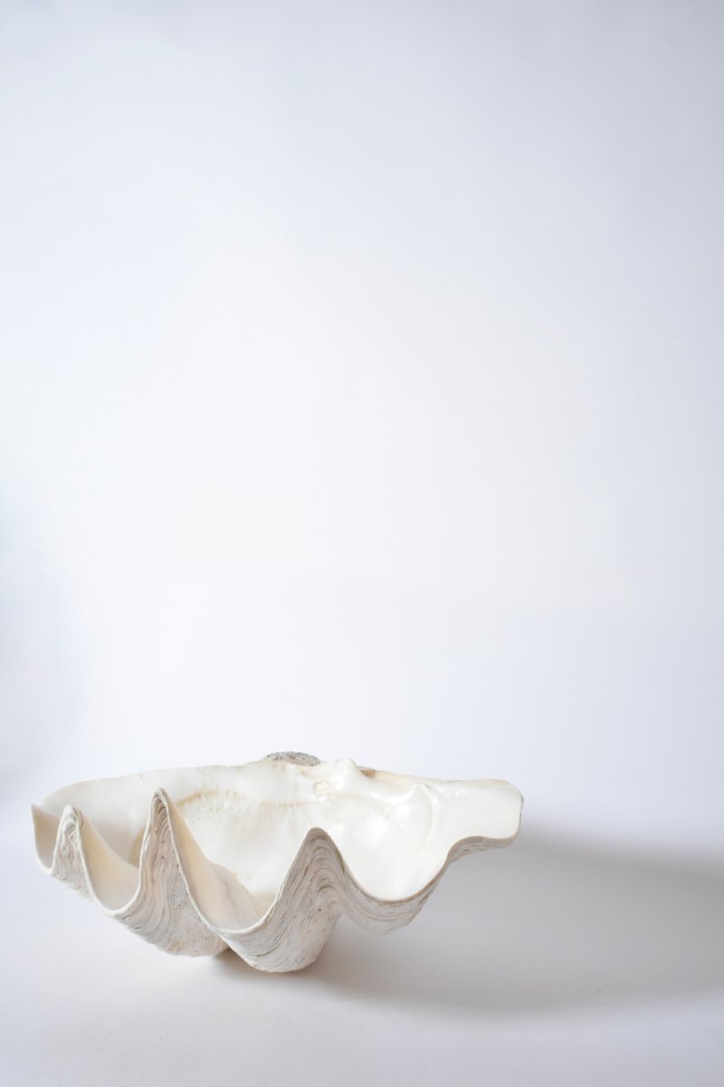 Coquillage formant une huître géante, années 1960.-photo-2