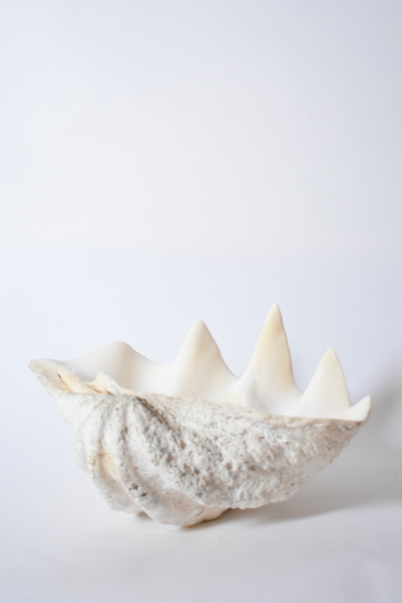 Coquillage formant une huître géante, années 1960.-photo-3