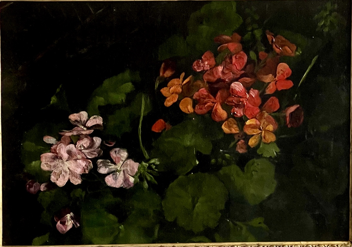 Les géraniums-photo-2