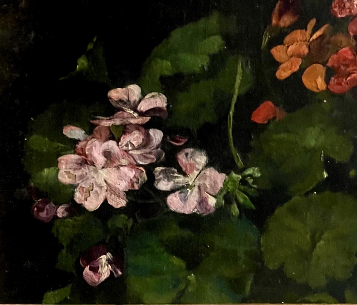 Les géraniums-photo-3