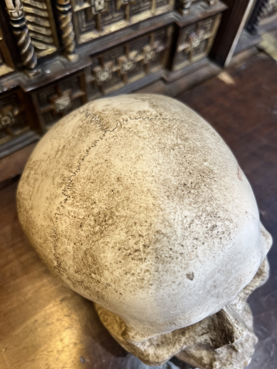 Plaster Skull, Vanity, Early 20th Century -photo-1