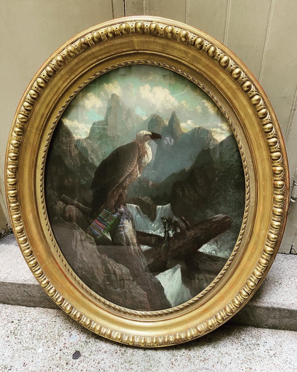 Pastel Vulture , A Rolland & W Wintz  Dated 1853