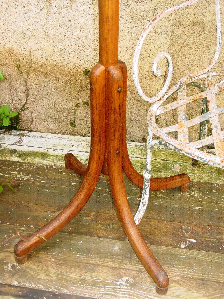 Curved Wood Parrot Coat Rack 1900 Varnished Beech-photo-3
