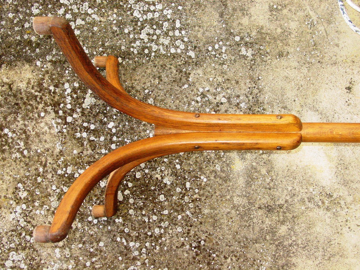 Curved Wood Parrot Coat Rack 1900 Varnished Beech-photo-1