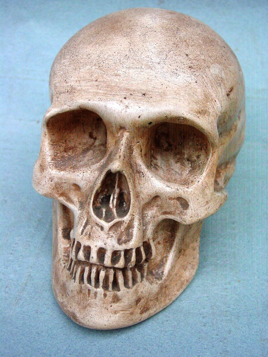 Memento Mori , Crâne En Plâtre Patiné -photo-2