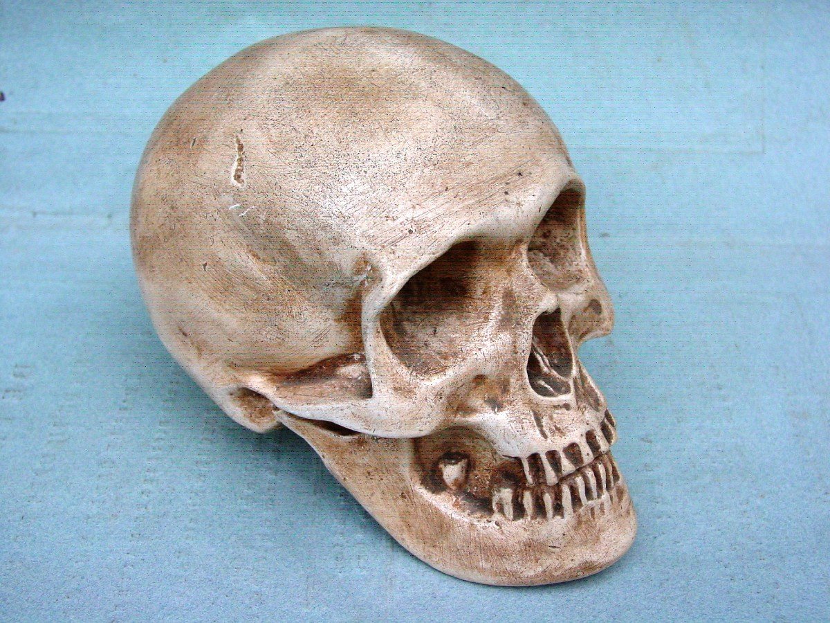 Memento Mori , Crâne En Plâtre Patiné -photo-3