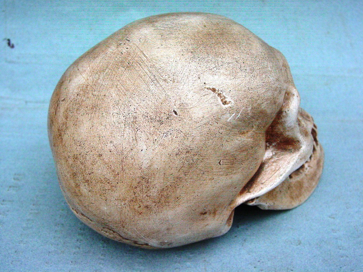 Memento Mori , Crâne En Plâtre Patiné -photo-4