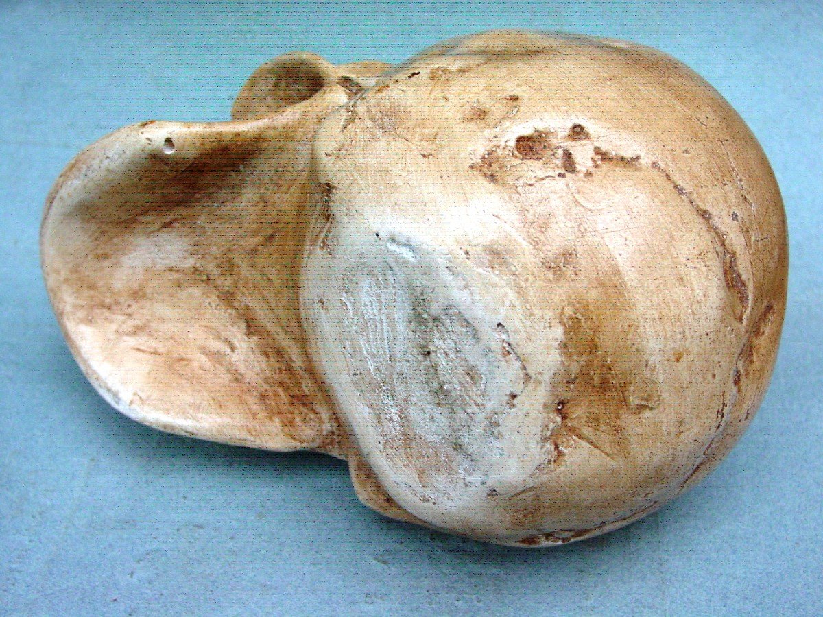 Memento Mori , Crâne En Plâtre Patiné -photo-2