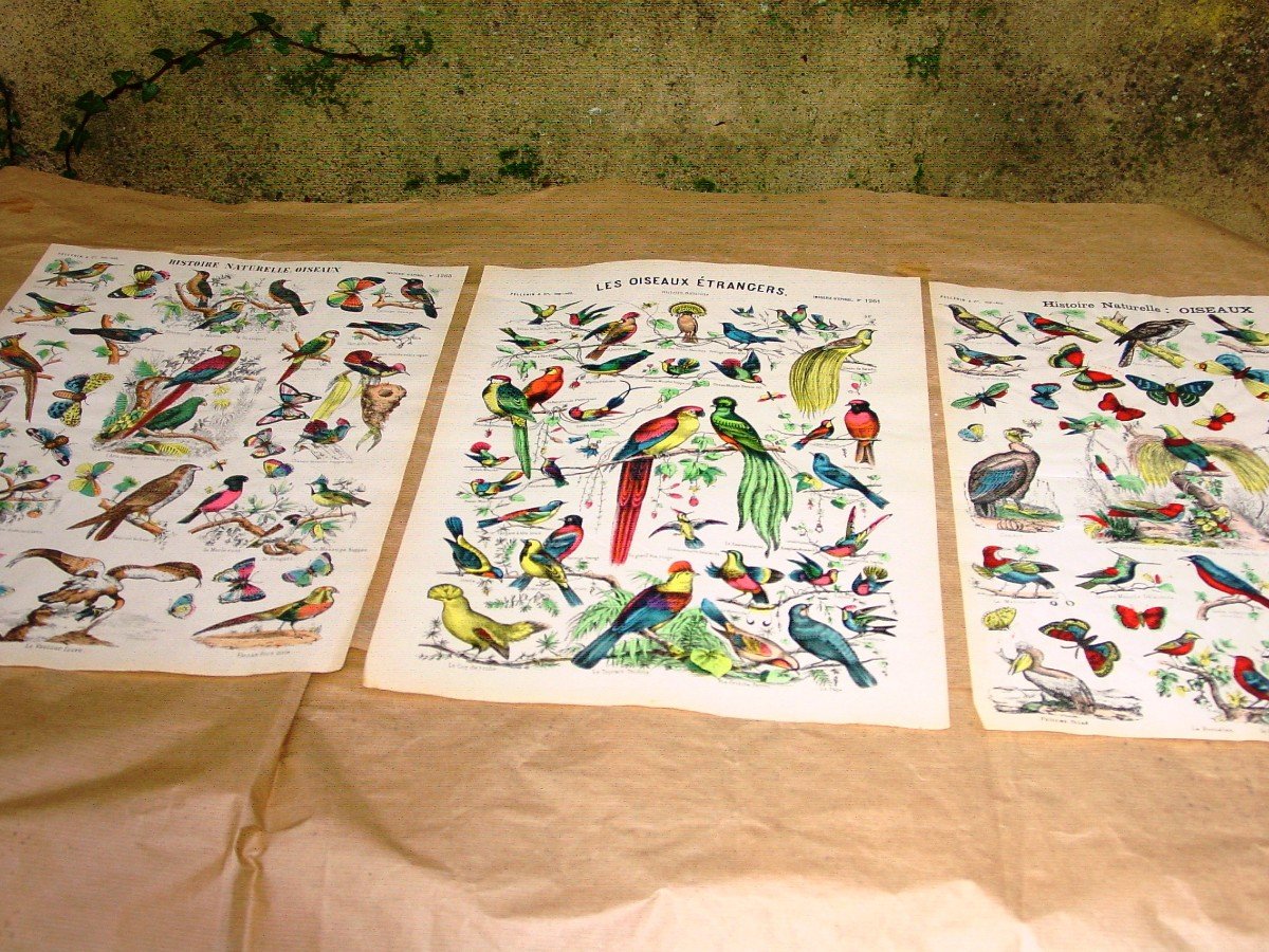 3 Planches 1900 "images D’épinal Pellerin" 40 X 30 Cm. Planche: 1261,1265,1266 oiseaux-photo-2