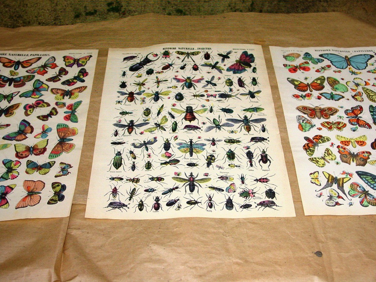 Insects & Butterflies: 3 Plates Images By épinal Pellerin 40 X 30 Cm. Around 1900-photo-2