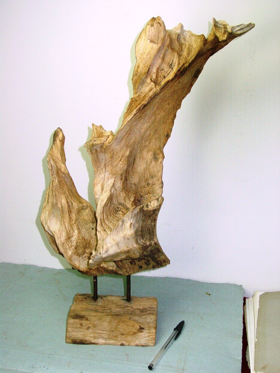Driftwood Root Sculpture. Circa 1970.