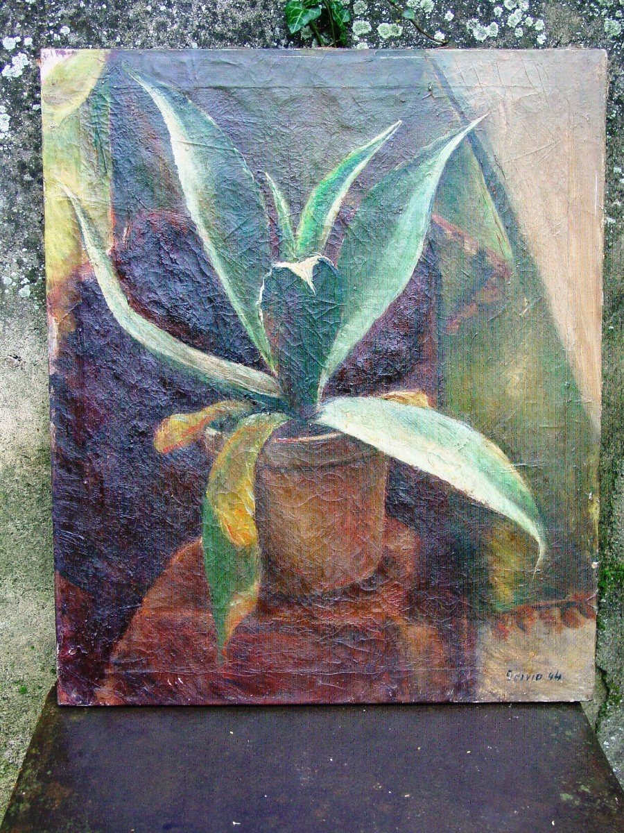 Huile : Pot De Plante Méditerranéenne Agave Signé" Scivio 44"-photo-2