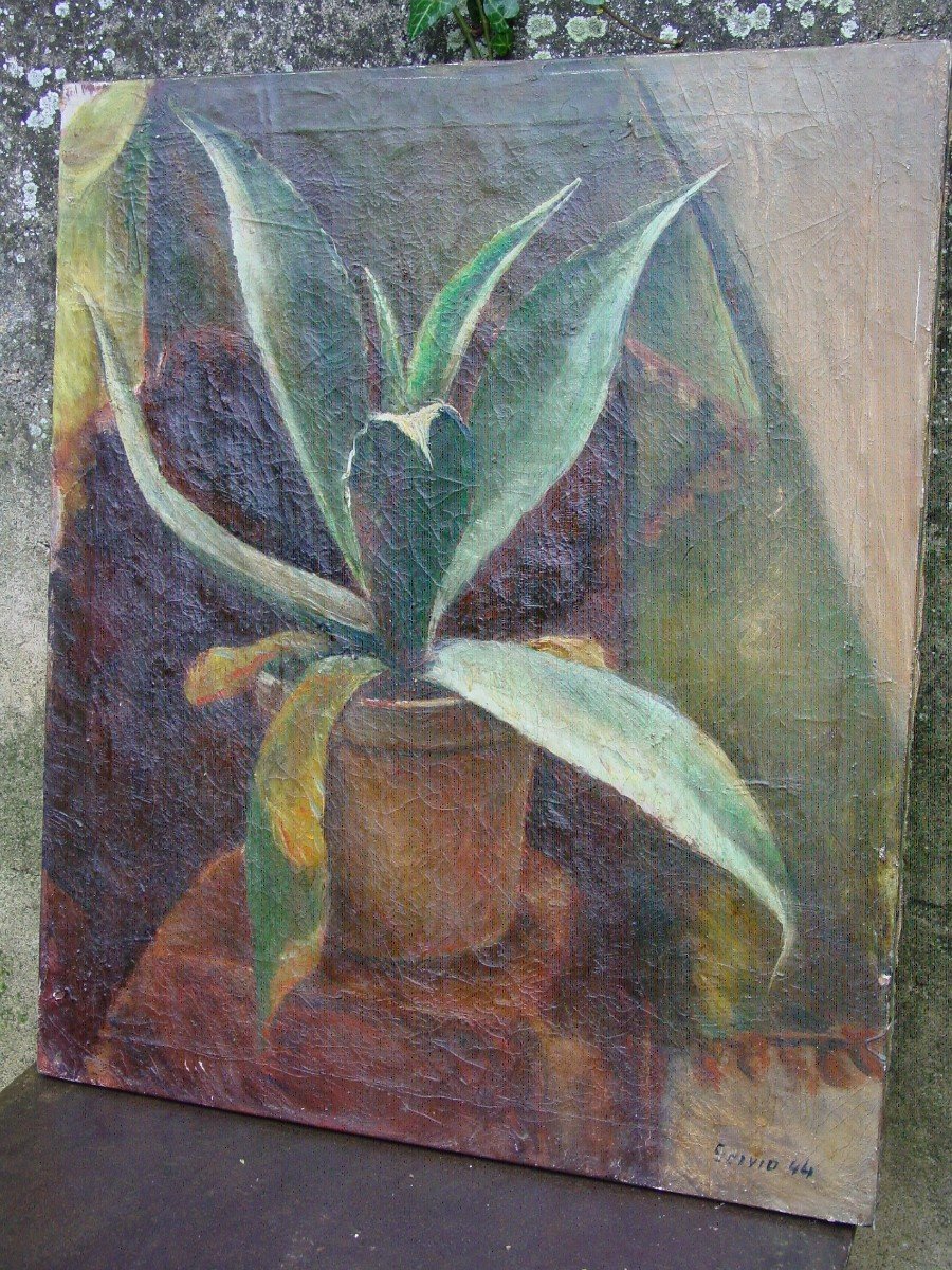 Huile : Pot De Plante Méditerranéenne Agave Signé" Scivio 44"-photo-3