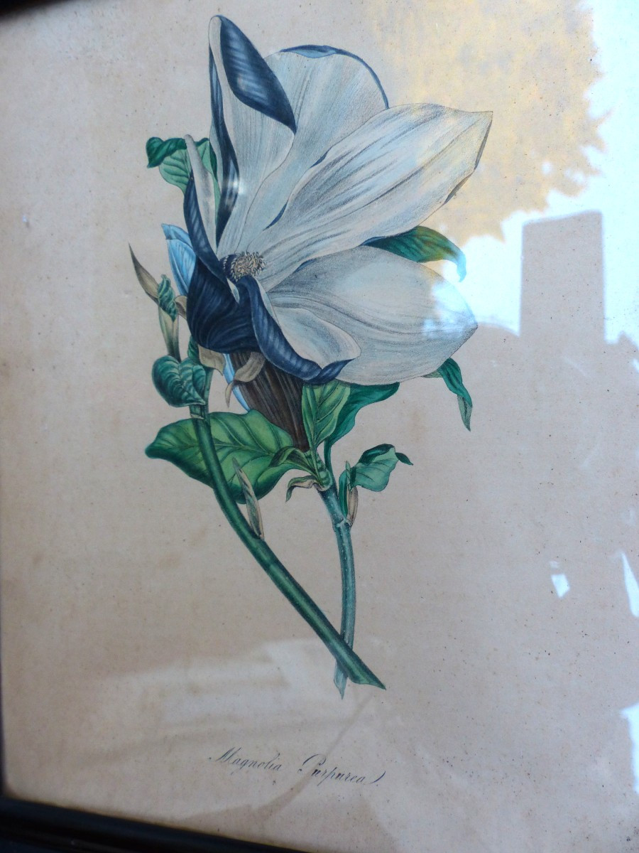 4 Engravings 1840 By Marie Ann Burnett "plantae Utiliores" Framed Period-photo-3