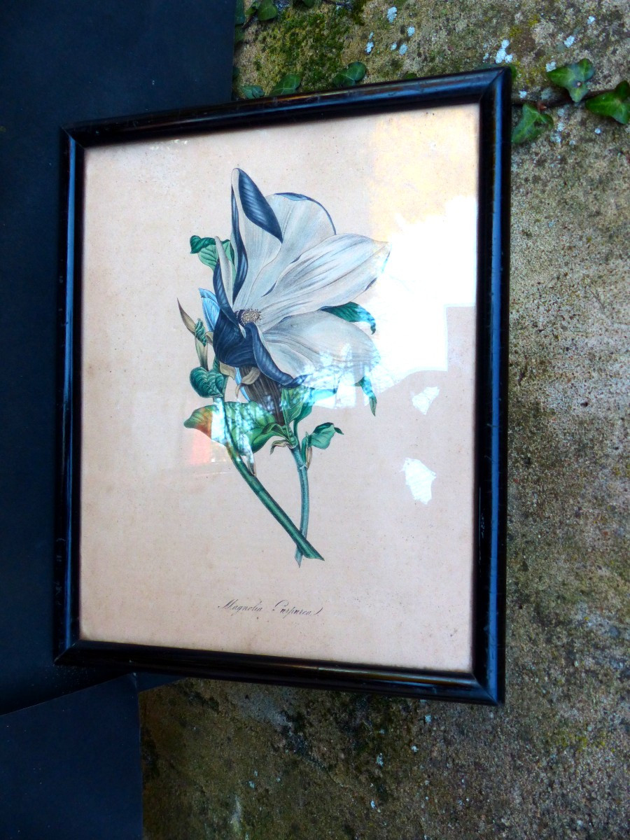 4 Engravings 1840 By Marie Ann Burnett "plantae Utiliores" Framed Period-photo-3