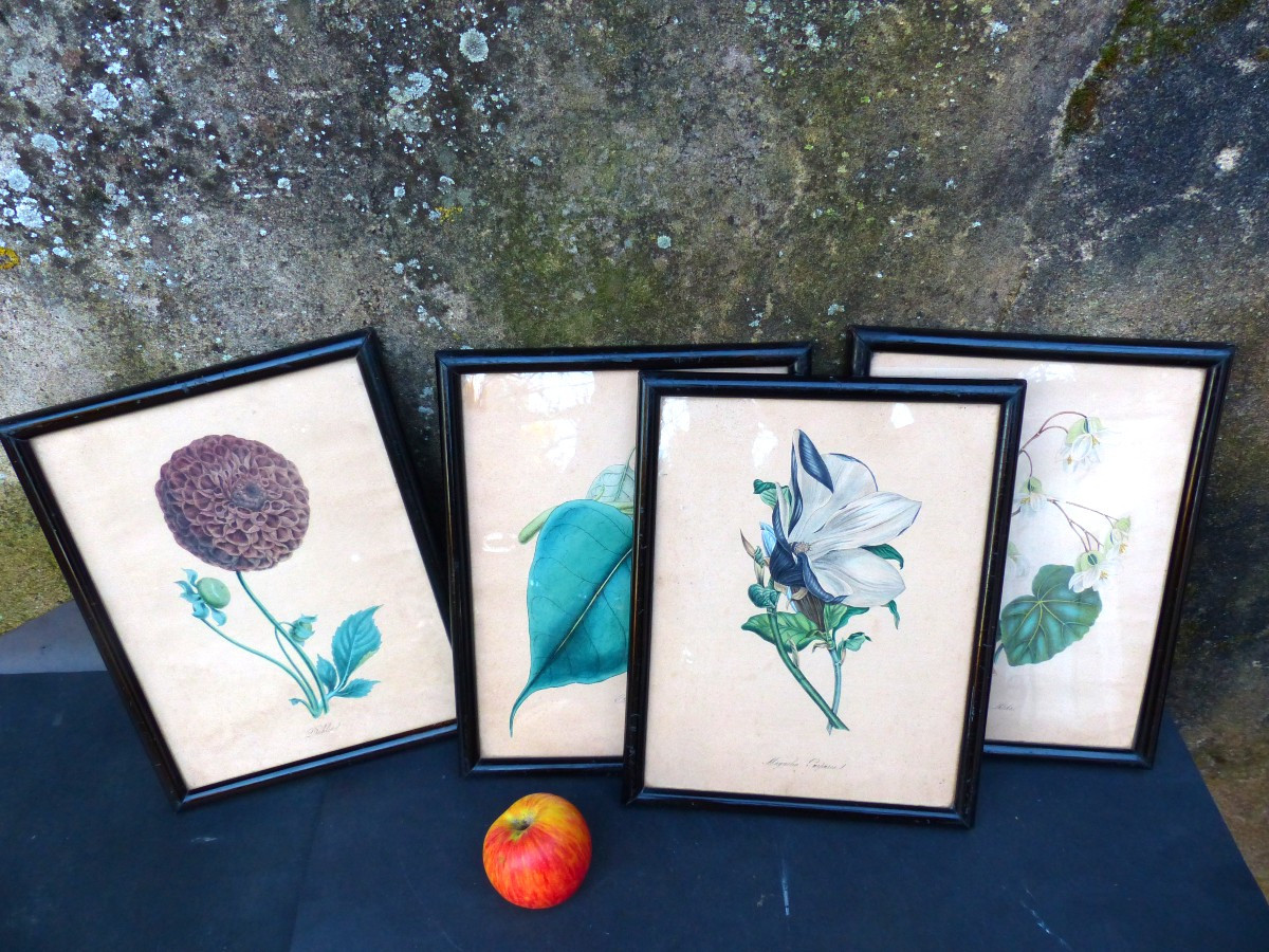 4 Engravings 1840 By Marie Ann Burnett "plantae Utiliores" Framed Period