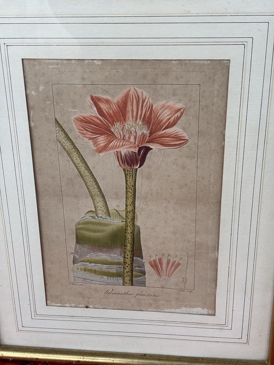 2 gravures Botaniques du 19 eme aquarellees -photo-2