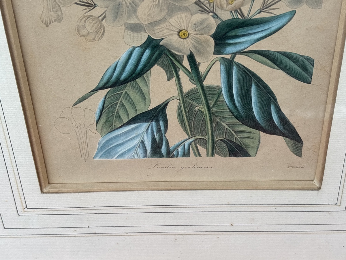 2 gravures Botaniques du 19 eme aquarellees -photo-4
