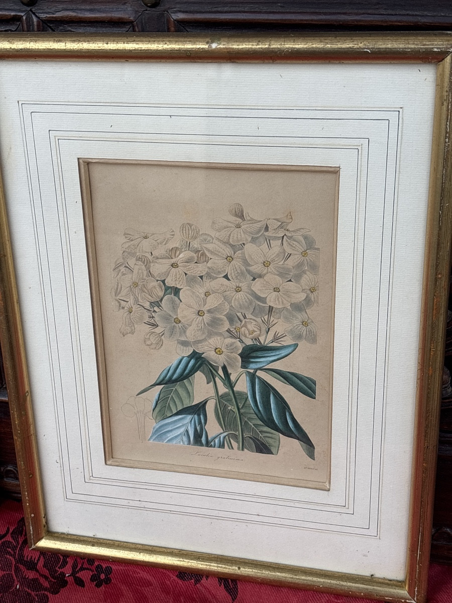 2 gravures Botaniques du 19 eme aquarellees -photo-2