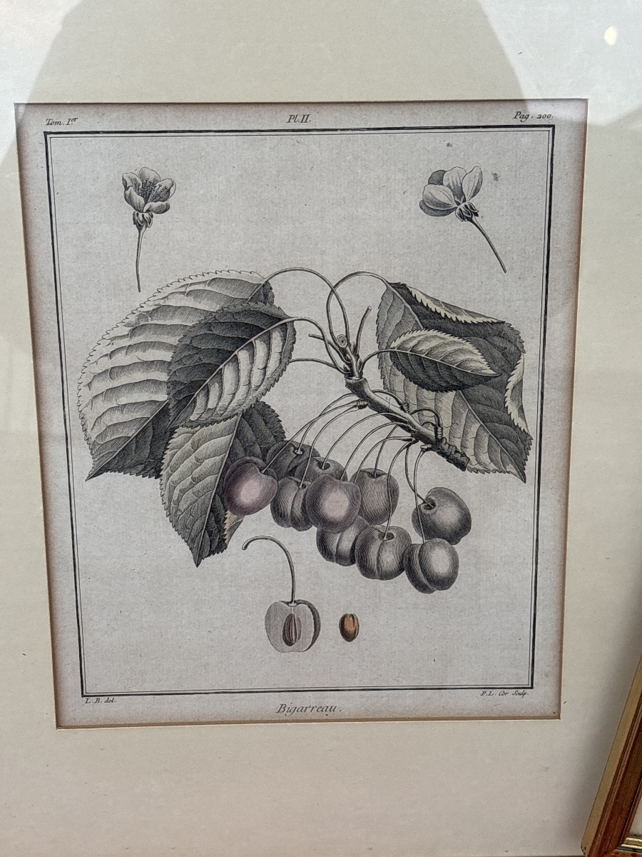 Set Of 4 Engravings, 19th Century: Fig, Grape, Pear, Bigarreau Cherry -photo-2