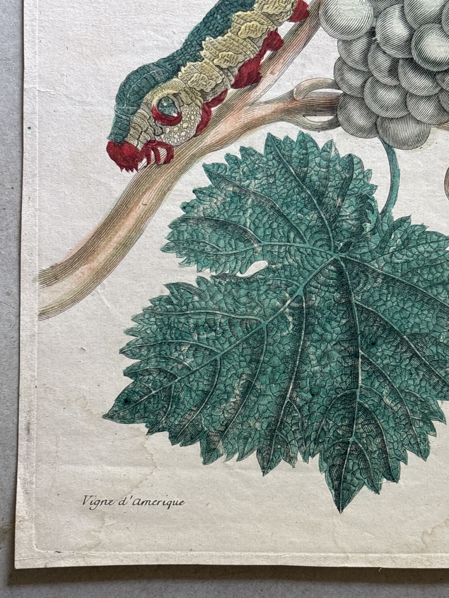 Merian Maria Sibylla (1647-1717) vigne d Amérique planche 34-photo-2