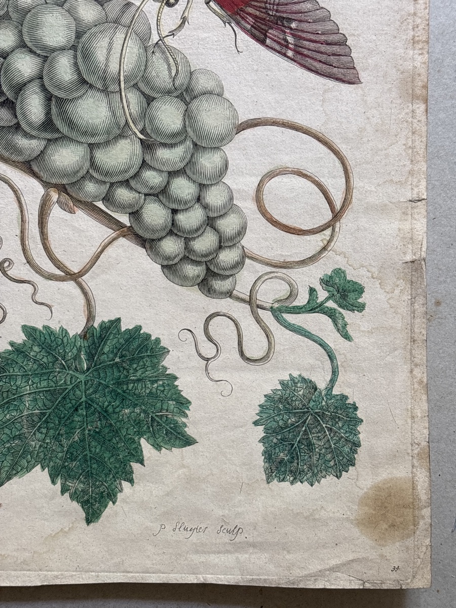 Merian Maria Sibylla (1647-1717) vigne d Amérique planche 34-photo-3