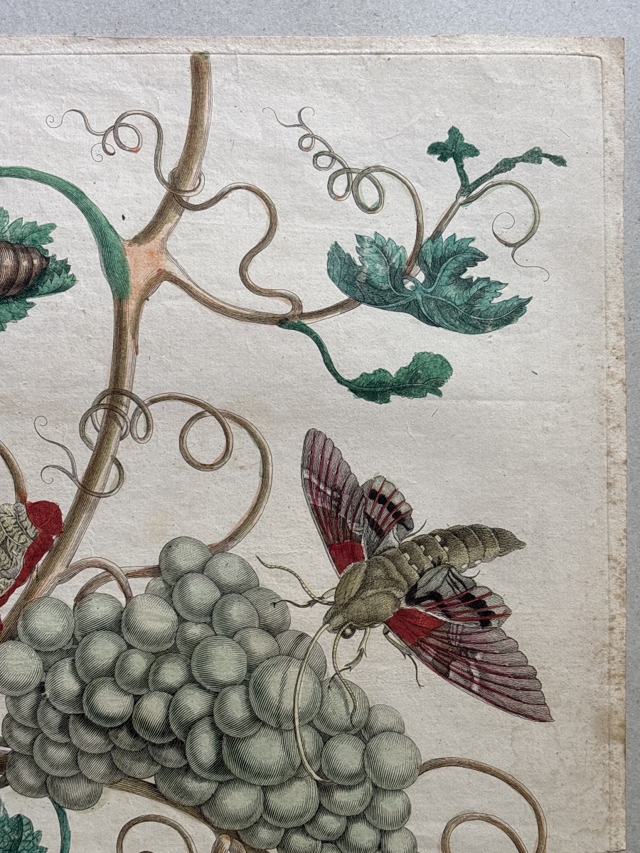 Merian Maria Sibylla (1647-1717) vigne d Amérique planche 34-photo-4