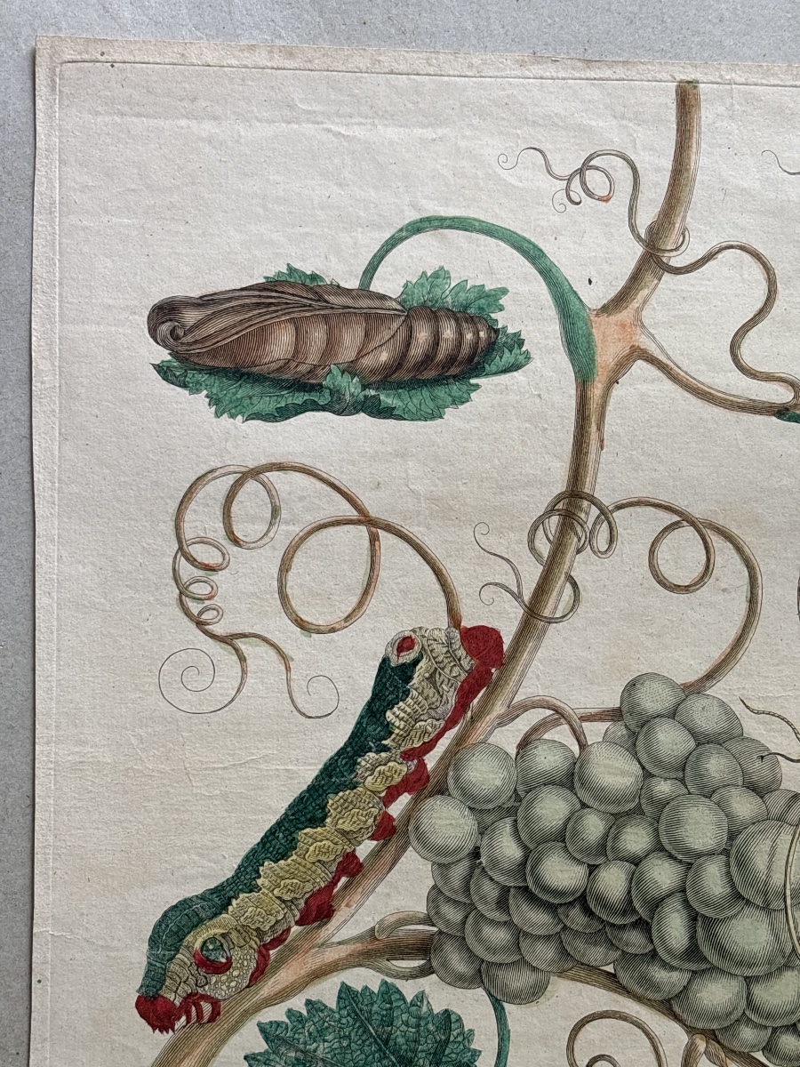 Merian Maria Sibylla (1647-1717) vigne d Amérique planche 34-photo-1