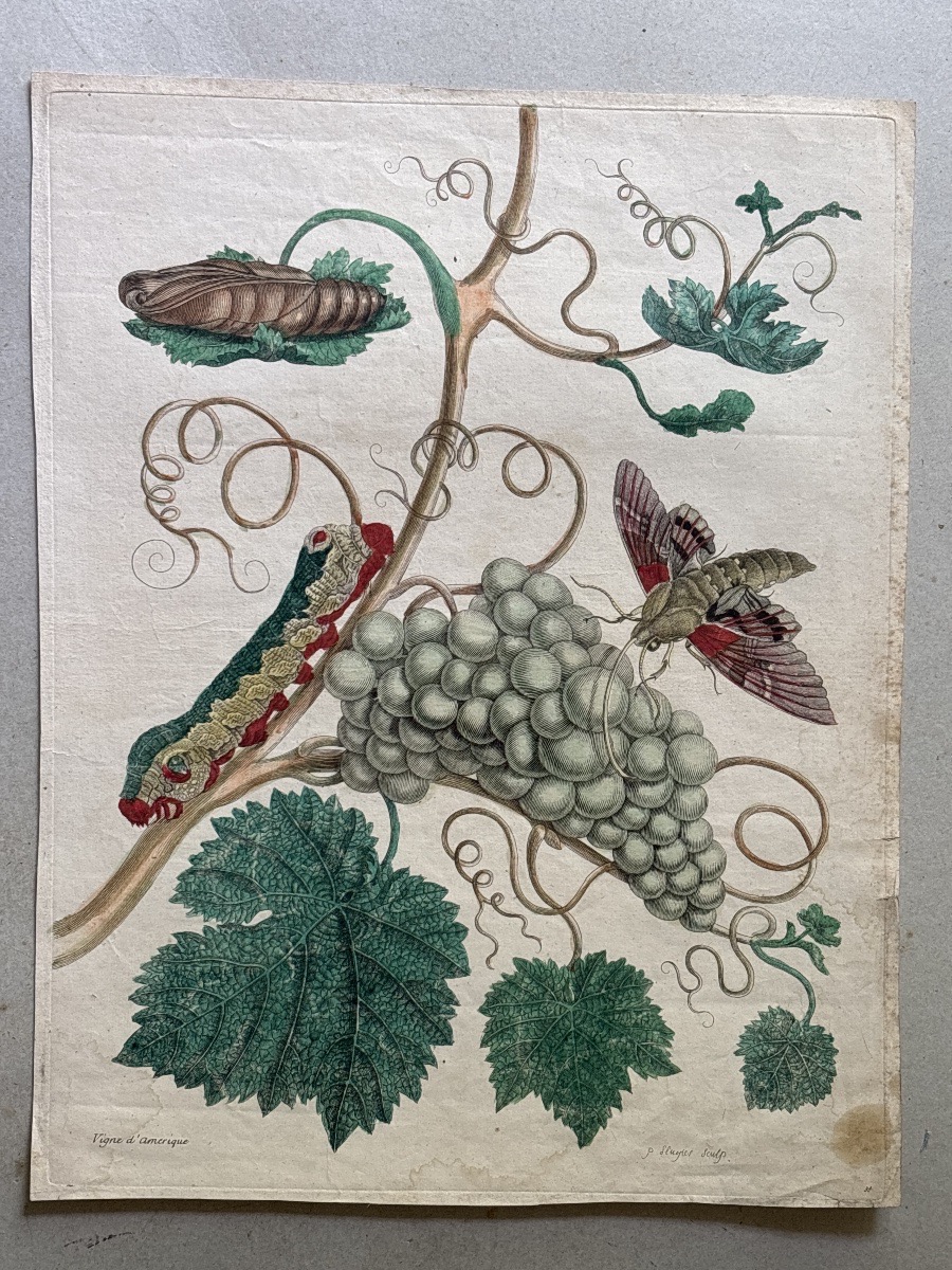 Merian Maria Sibylla (1647-1717) vigne d Amérique planche 34