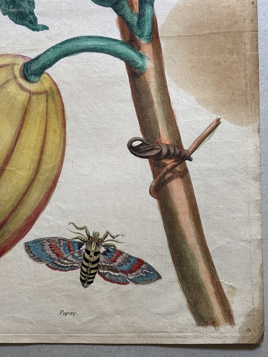 Meriam Maria Sibylla (1647-1717) Papay  planche 64-photo-3