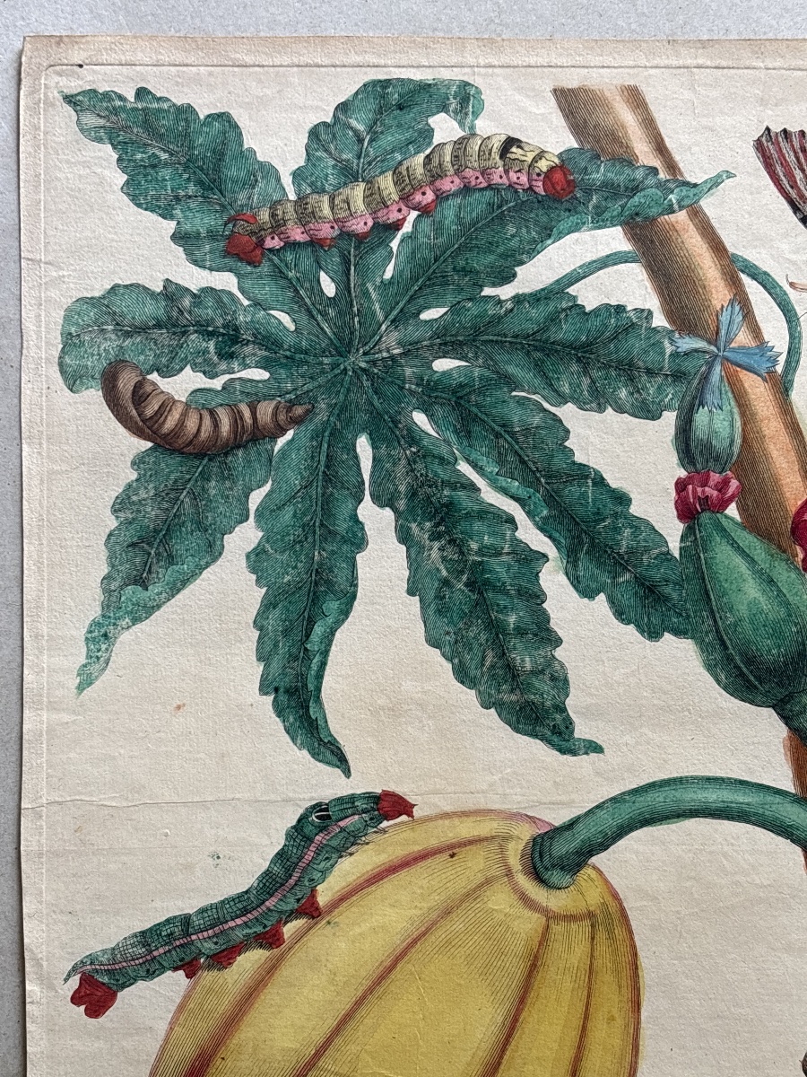 Meriam Maria Sibylla (1647-1717) Papay  planche 64-photo-1