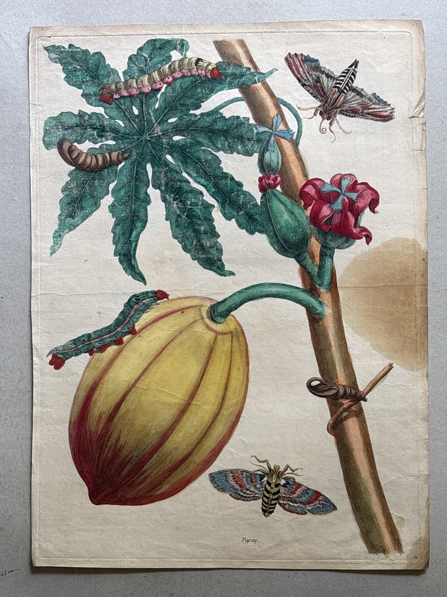 Meriam Maria Sibylla (1647-1717) Papay  planche 64