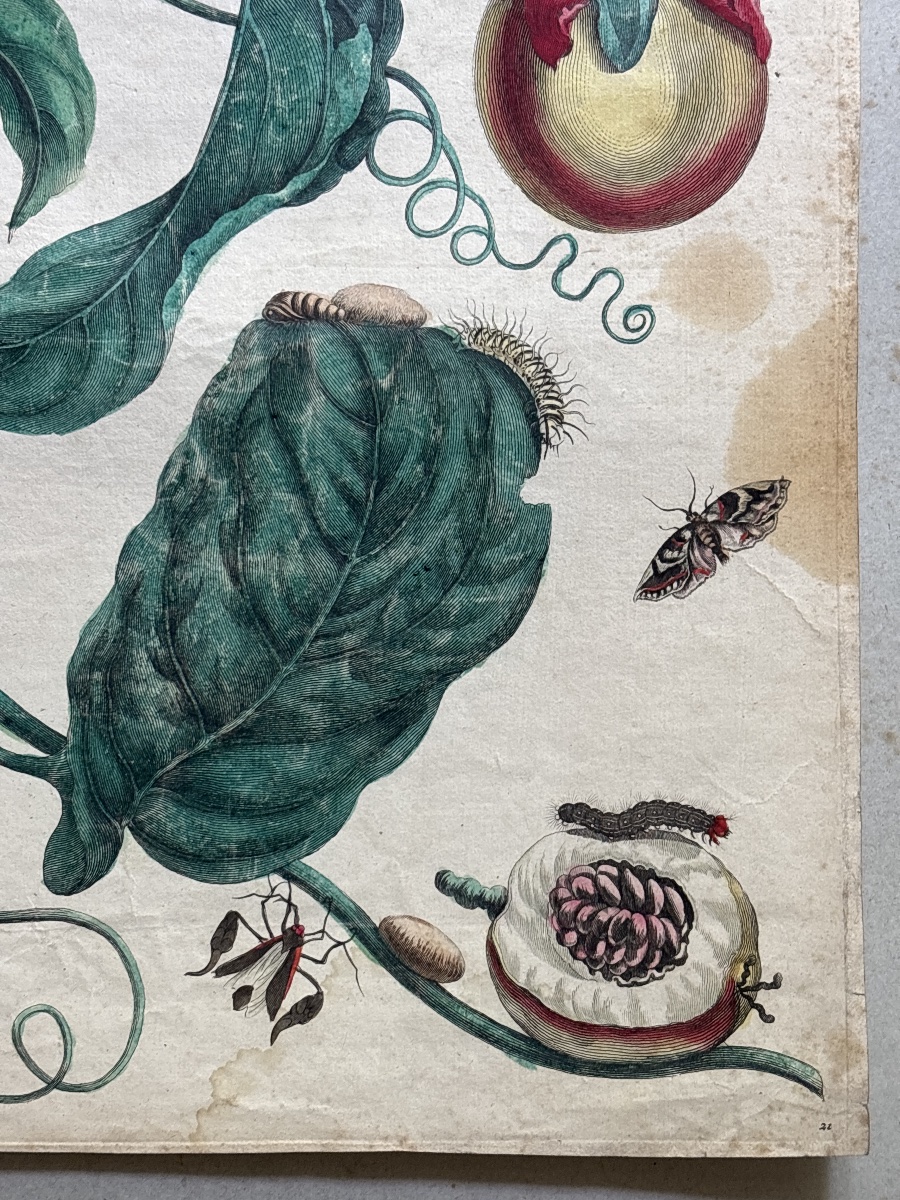 Meriam Maria Sibylla (1647-1717)  Marquiaas planche 21-photo-3